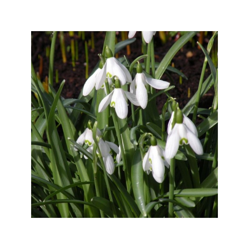 Galanthus nivalis Galanthus nivalis