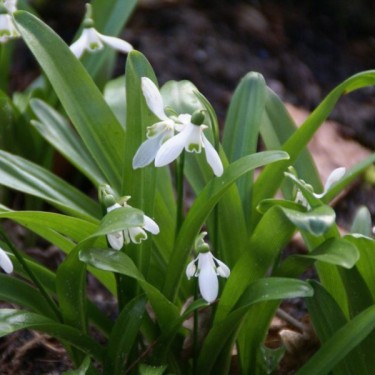 Galanthus woronowii Galanthus woronowii