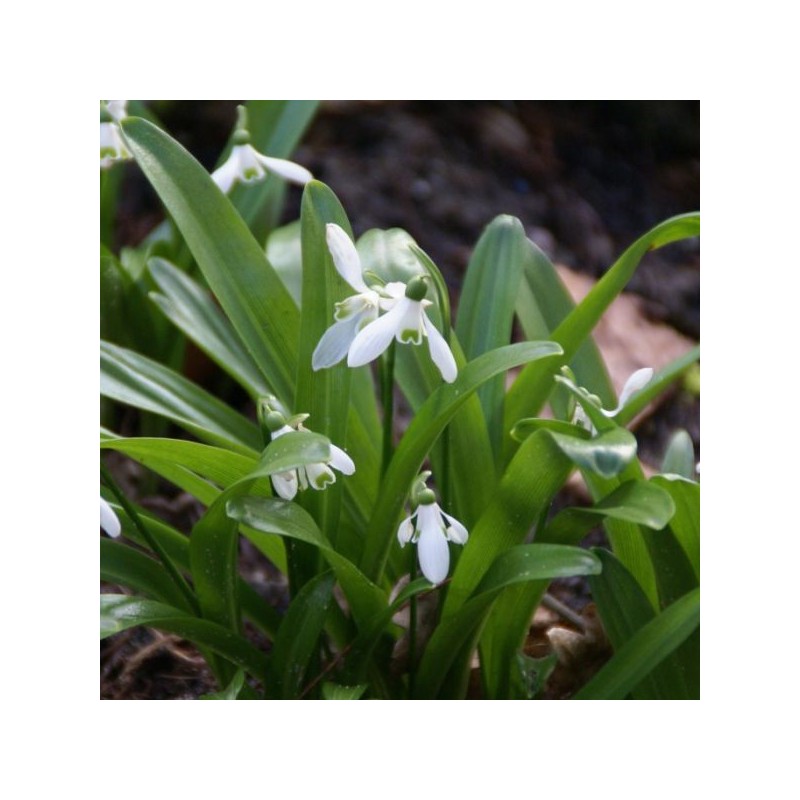 Galanthus woronowii Galanthus woronowii