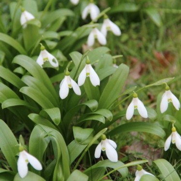 Galanthus woronowii Galanthus woronowii
