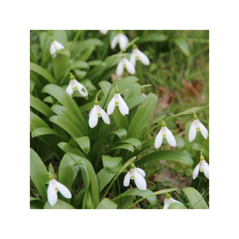 Galanthus woronowii Galanthus woronowii