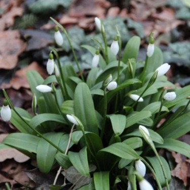 Galanthus woronowii Galanthus woronowii