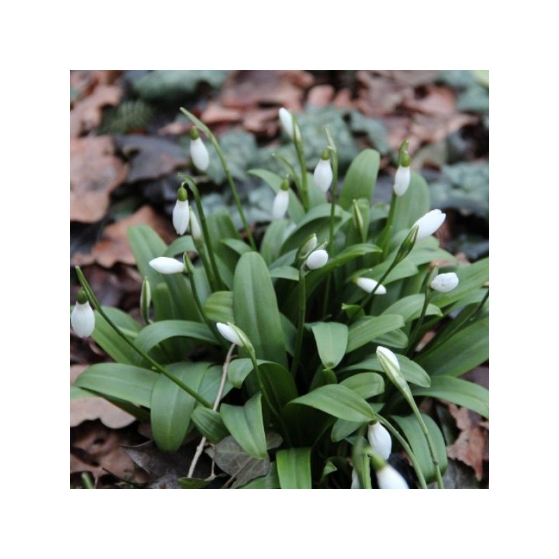 Galanthus woronowii Galanthus woronowii