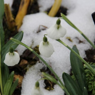 Galanthus 'Diggory' (Imperial Group)
