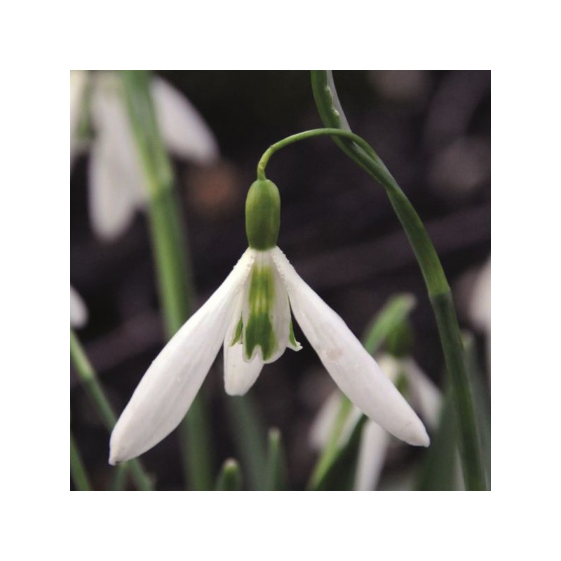 Galanthus 'Wasp' (Twomark Group)