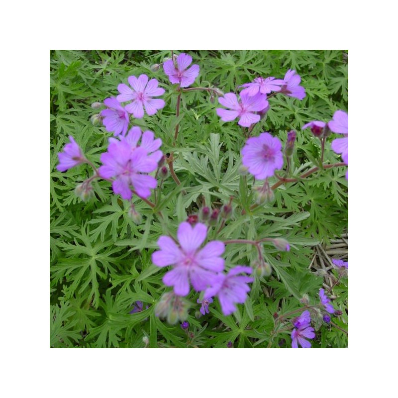 Geranium malviflorum