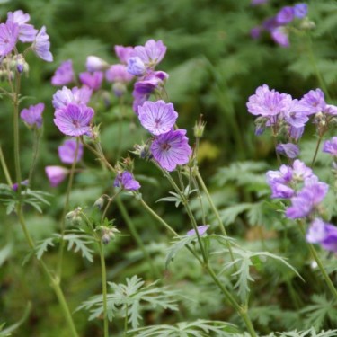 Geranium tuberosum Geranium tuberosum