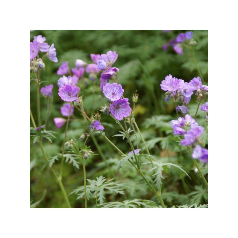 Geranium tuberosum Geranium tuberosum
