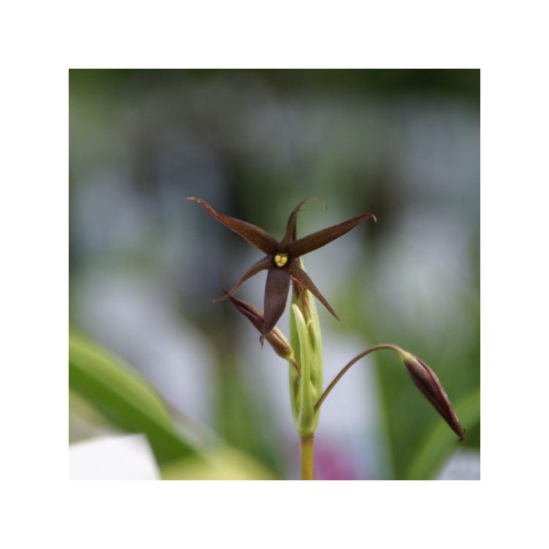 Gethyum atropurpureum Gethyum atropurpureum