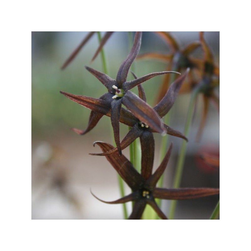 Gethyum atropurpureum Gethyum atropurpureum