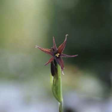 Gethyum atropurpureum Gethyum atropurpureum
