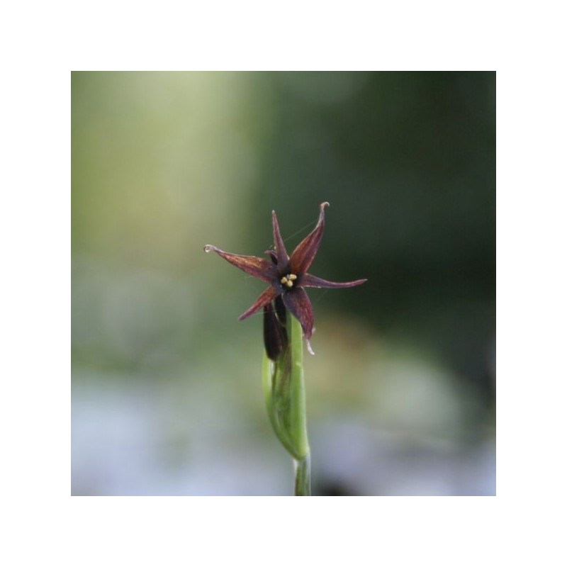Gethyum atropurpureum Gethyum atropurpureum