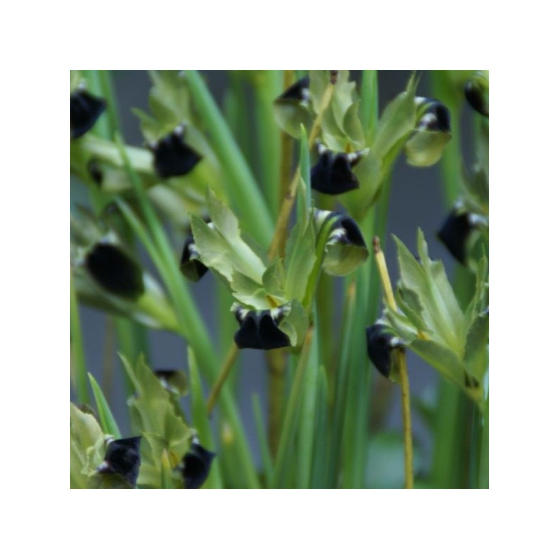 Hermodactylus tuberosa Hermodactylus tuberosa