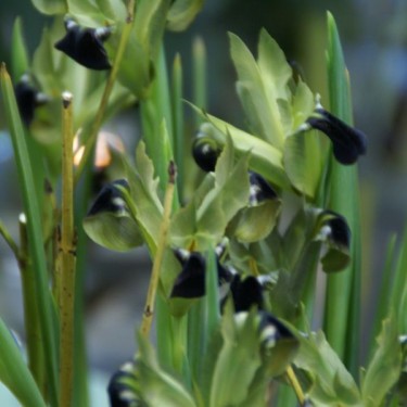 Hermodactylus tuberosa Hermodactylus tuberosa