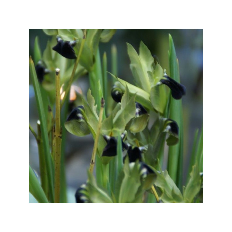 Hermodactylus tuberosa Hermodactylus tuberosa