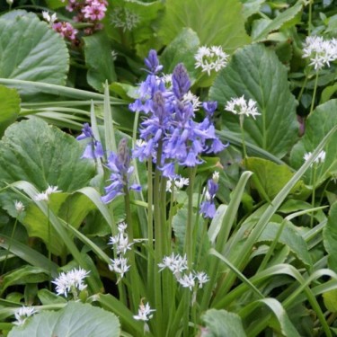 Hyacinthoides hispanica -blauw- Hyacinthoides hispanica -blauw-