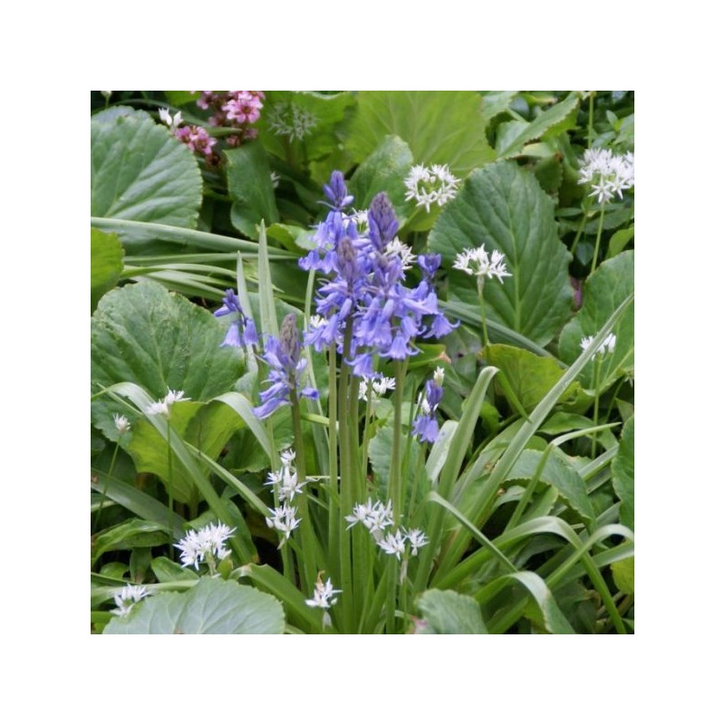Hyacinthoides hispanica -blauw- Hyacinthoides hispanica -blauw-