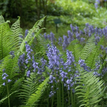 Hyacinthoides hispanica -blauw- Hyacinthoides hispanica -blauw-