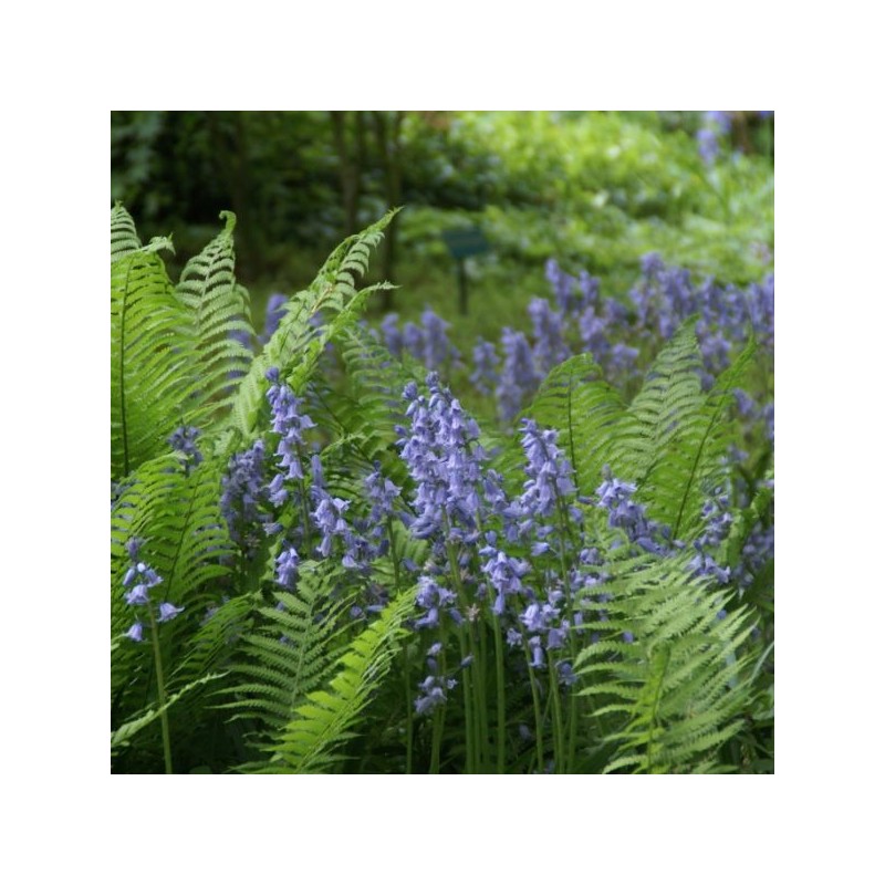 Hyacinthoides hispanica -blauw- Hyacinthoides hispanica -blauw-