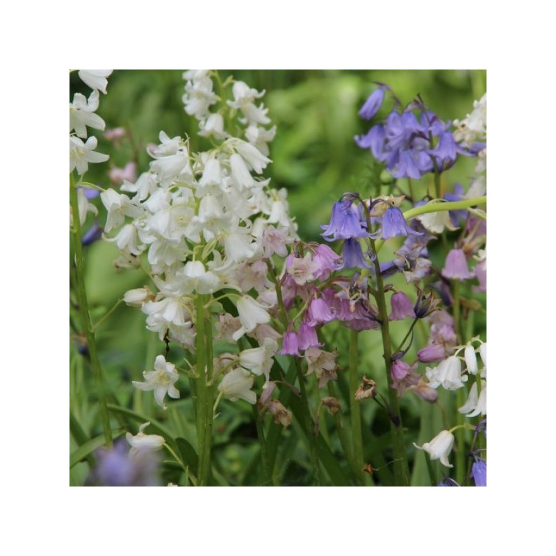 Hyacinthoides hispanica -gemengde kleuren- Hyacinthoides hispanica -gemengde kleuren-
