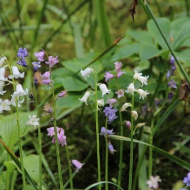 Hyacinthoides hispanica -gemengde kleuren- Hyacinthoides hispanica -gemengde kleuren-
