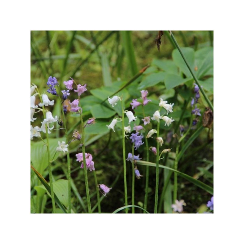 Hyacinthoides hispanica -gemengde kleuren- Hyacinthoides hispanica -gemengde kleuren-