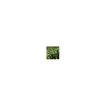 Hyacinthoides hispanica -gemengde kleuren-