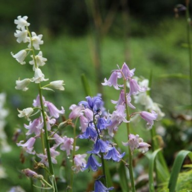 Hyacinthoides hispanica -gemengde kleuren- Hyacinthoides hispanica -gemengde kleuren-