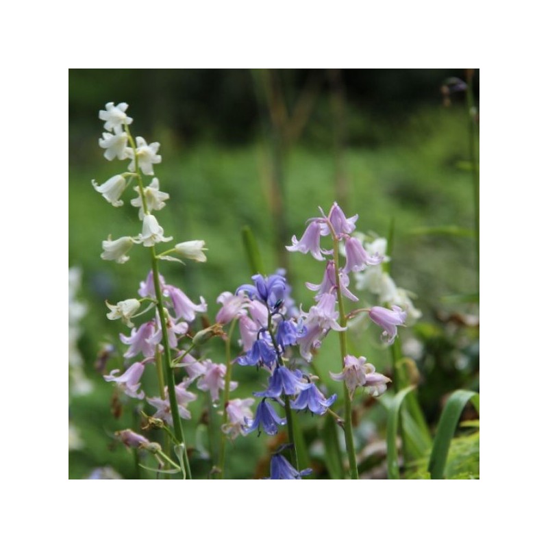 Hyacinthoides hispanica -gemengde kleuren- Hyacinthoides hispanica -gemengde kleuren-