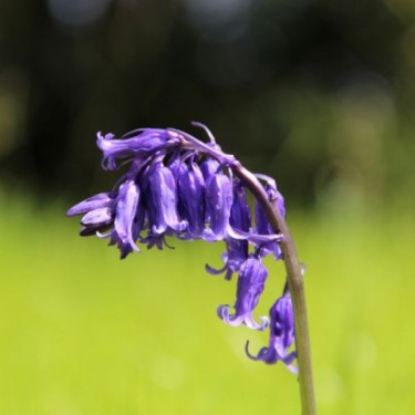 Hyacinthoides non-scripta Hyacinthoides non-scripta