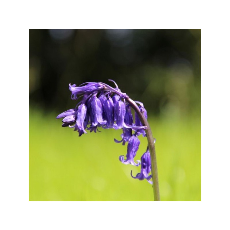 Hyacinthoides non-scripta Hyacinthoides non-scripta