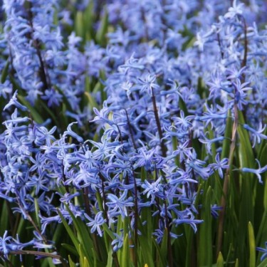 Hyacinthus orientalis