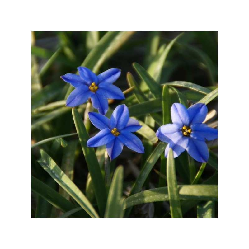 Ipheion uniflorum 'Jessie' Ipheion uniflorum 'Jessie'