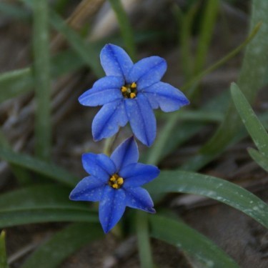 Ipheion uniflorum 'Jessie' Ipheion uniflorum 'Jessie'