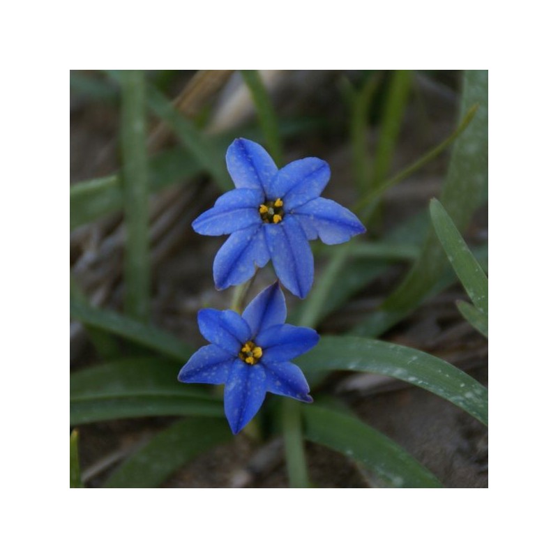 Ipheion uniflorum 'Jessie' Ipheion uniflorum 'Jessie'