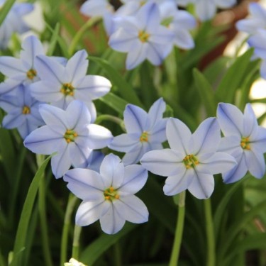 Ipheion uniflorum 'Rolf Fiedler'
