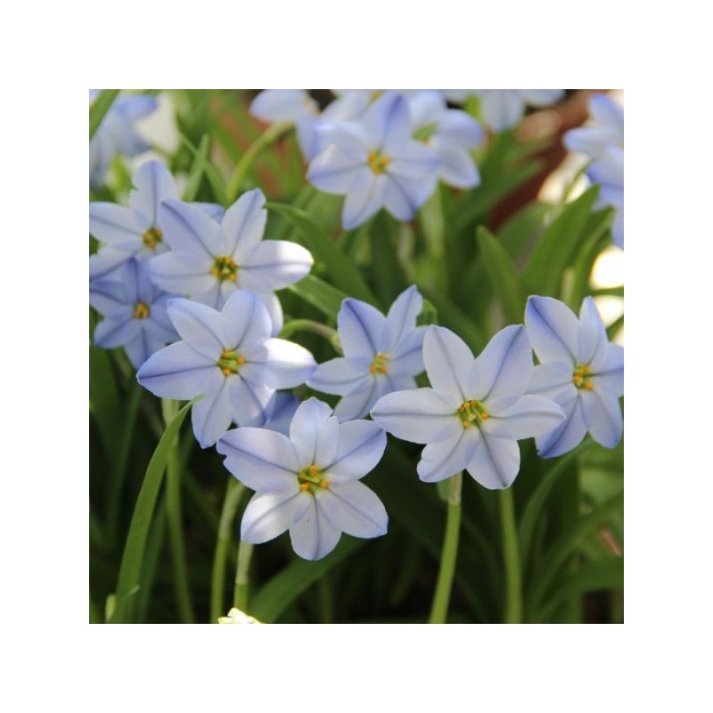 Ipheion uniflorum 'Rolf Fiedler' Ipheion uniflorum 'Rolf Fiedler'
