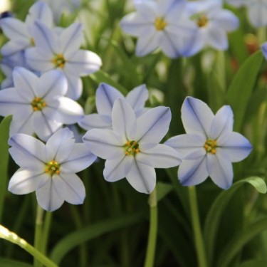 Ipheion uniflorum 'Rolf Fiedler' Ipheion uniflorum 'Rolf Fiedler'
