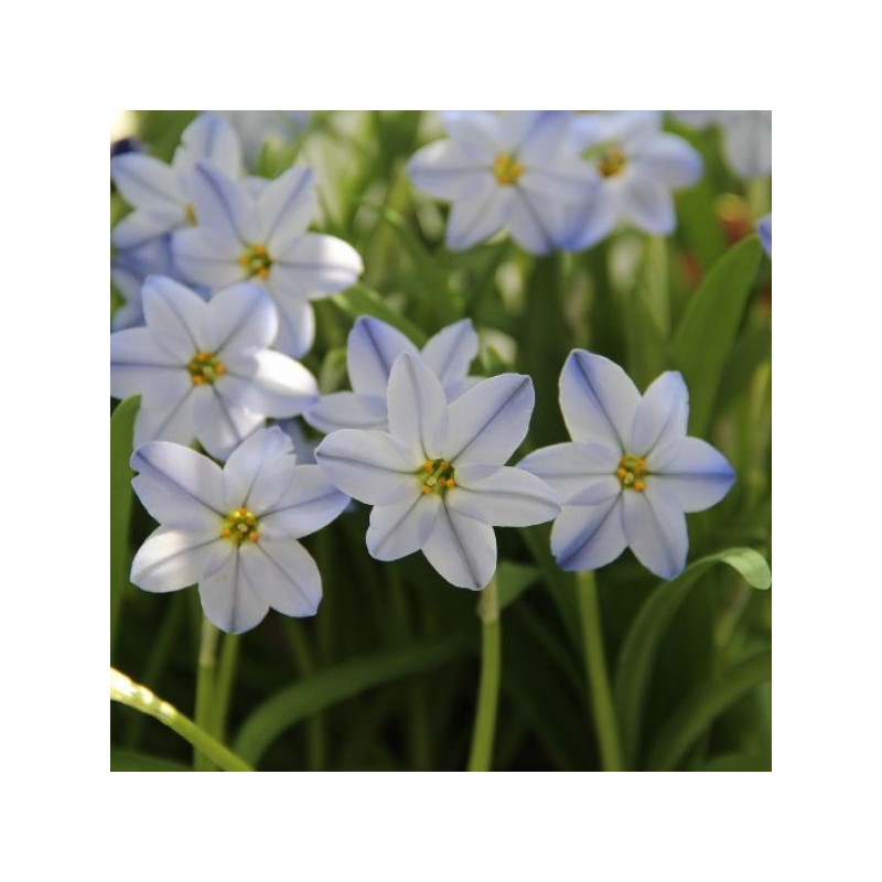 Ipheion uniflorum 'Rolf Fiedler' Ipheion uniflorum 'Rolf Fiedler'