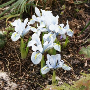 Iris 'Katharine Hodgkin' Iris 'Katharine Hodgkin'