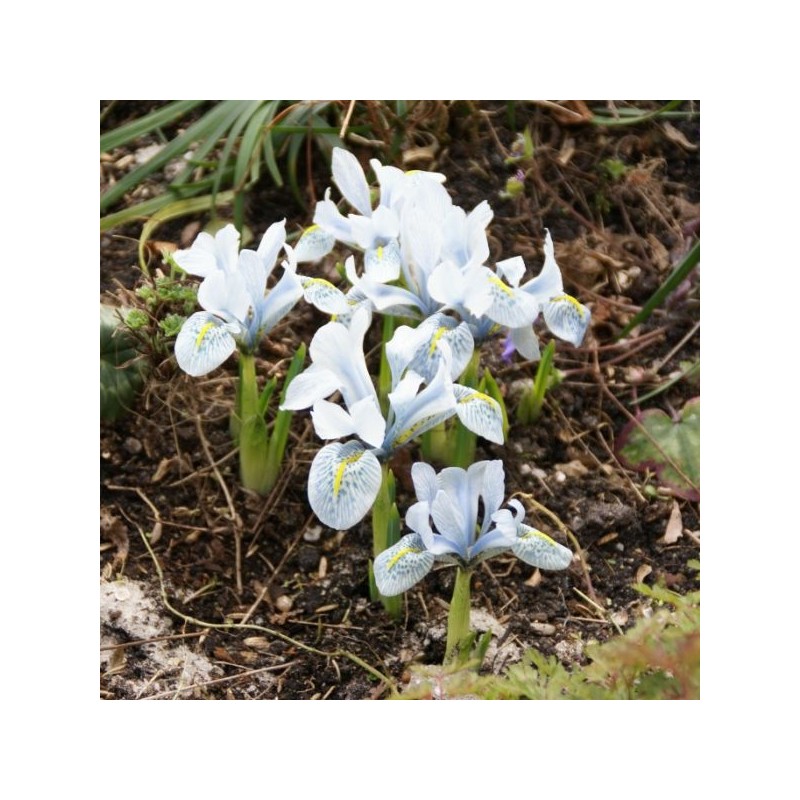 Iris 'Katharine Hodgkin' Iris 'Katharine Hodgkin'