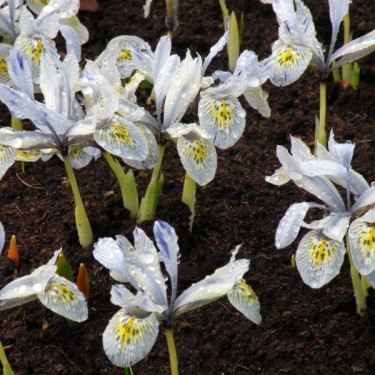 Iris 'Katharine Hodgkin' Iris 'Katharine Hodgkin'