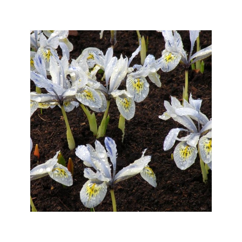 Iris 'Katharine Hodgkin' Iris 'Katharine Hodgkin'