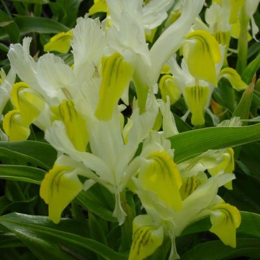 Iris bucharica
