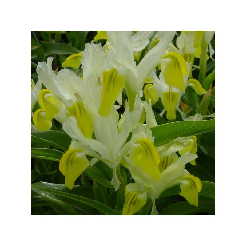 Iris bucharica Iris bucharica