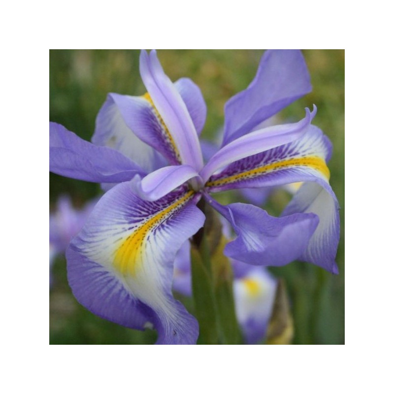 Iris cycloglossa Iris cycloglossa