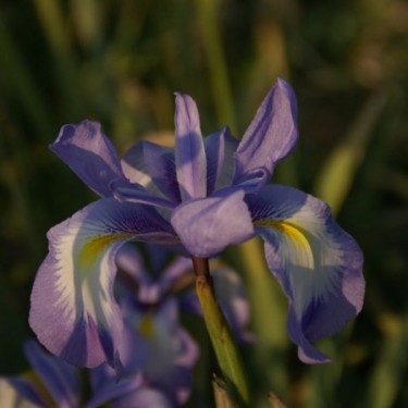 Iris cycloglossa Iris cycloglossa