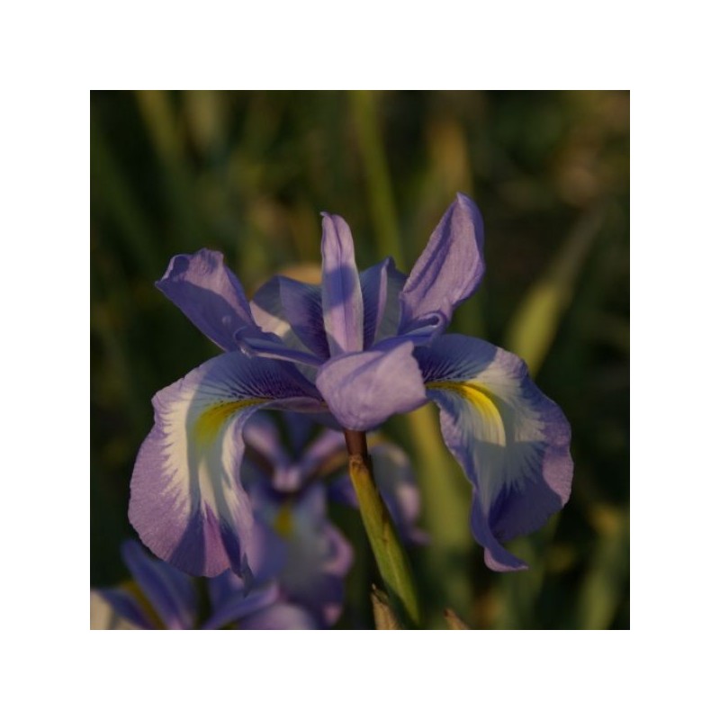 Iris cycloglossa Iris cycloglossa