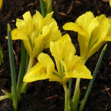 Iris danfordiae Iris danfordiae