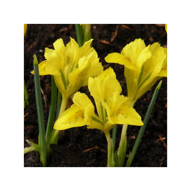 Iris danfordiae Iris danfordiae